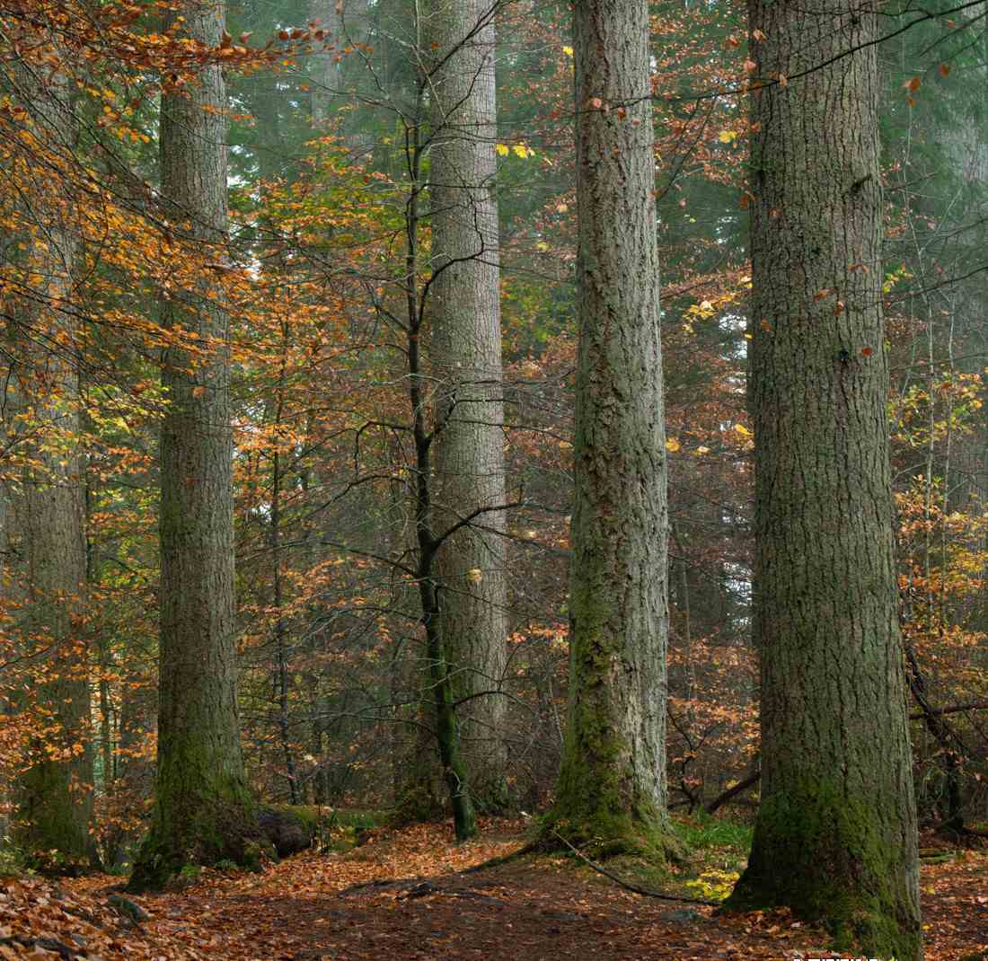 图片[6]-（9035期）Alister Benn富有表现力的风光后期减淡和加深大师班-中英字幕 - 副业心选-副业心选